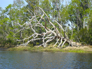 Julington Preserve